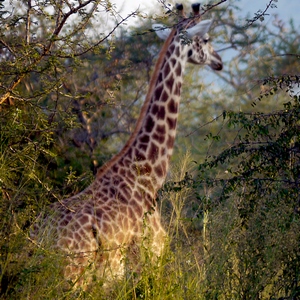 Girafe au milieu des arbustes - Rwanda  - collection de photos clin d'oeil, catégorie animaux